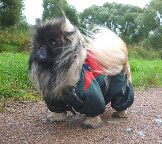 Бультерьерчик.