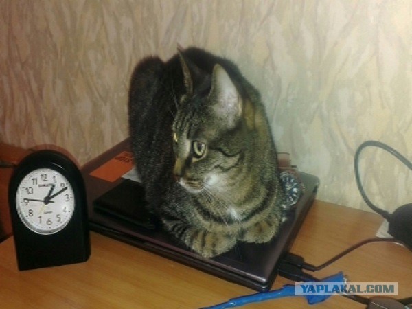 Котовторник