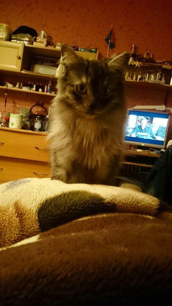 История найденного котэ