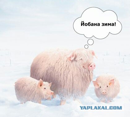 Картинки под пивко