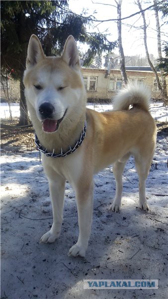 Собакочетверг же, ау!