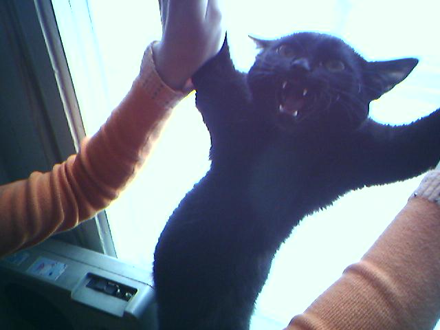 Коты, кошки, котята