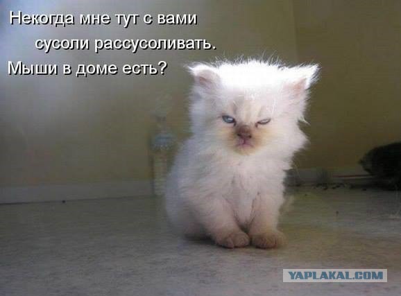 Кому кота