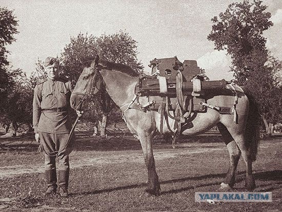 Фотографии с войны