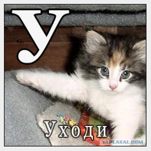 Вся суть котов...