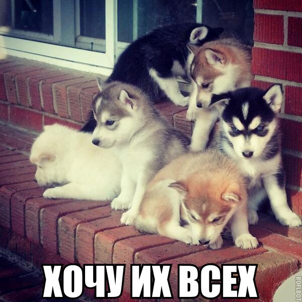 Мохнатые беспредельщики