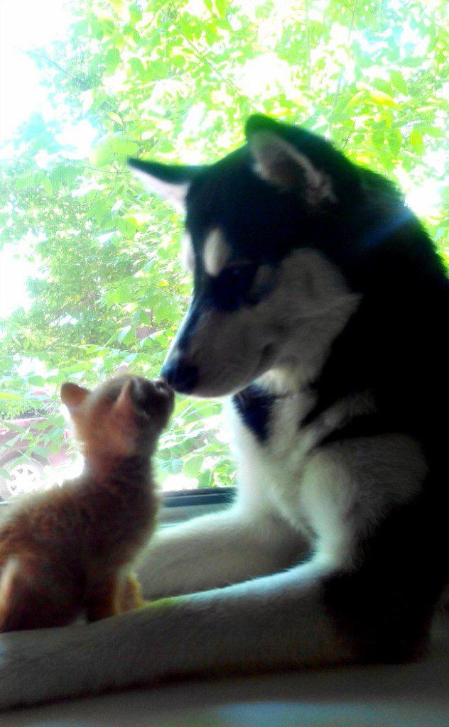 Хотел взять котенка