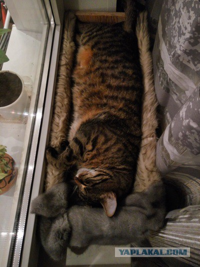 Мой зевающий кот