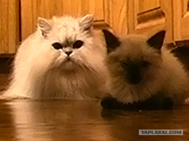 Котовторник 25.10. 2016