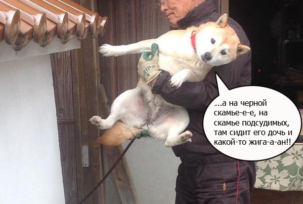 Собака - помогака.