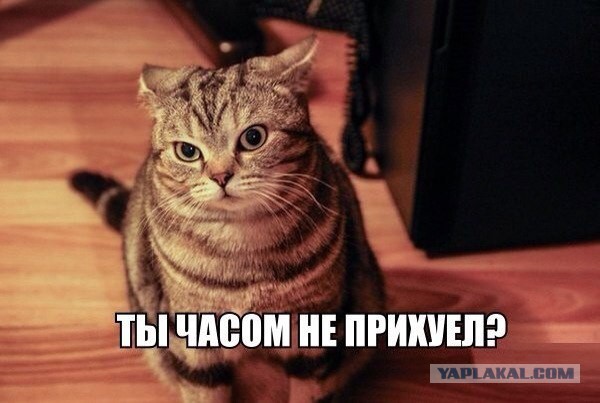 Очаровательный круглый кот Хосико