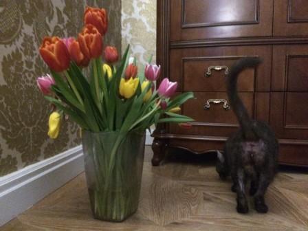 Котовторник 14.03.2017