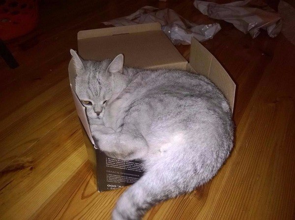 Коты и Кошки