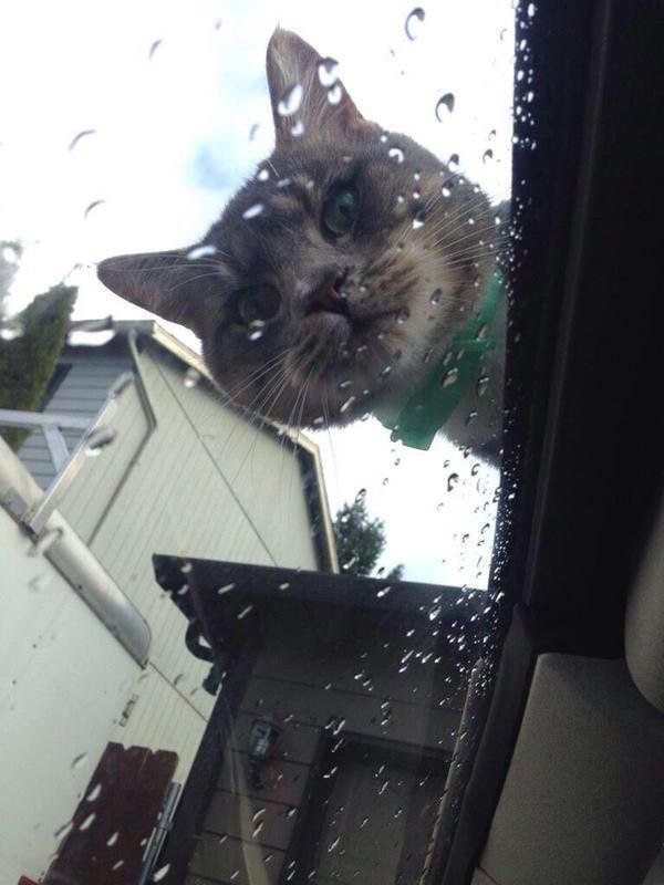Коты и Кошки