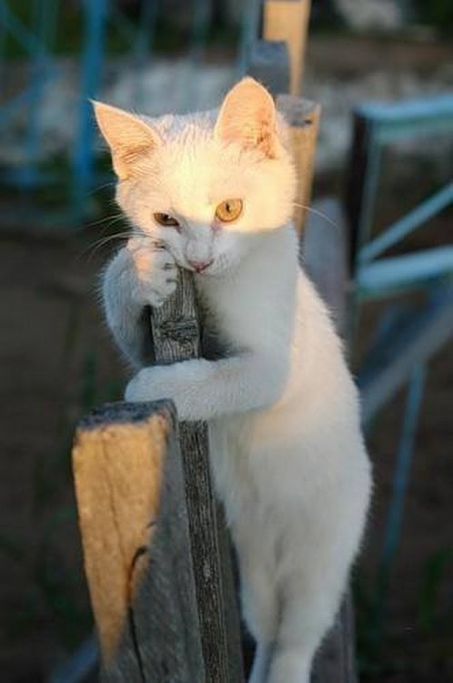 Коты и Кошки