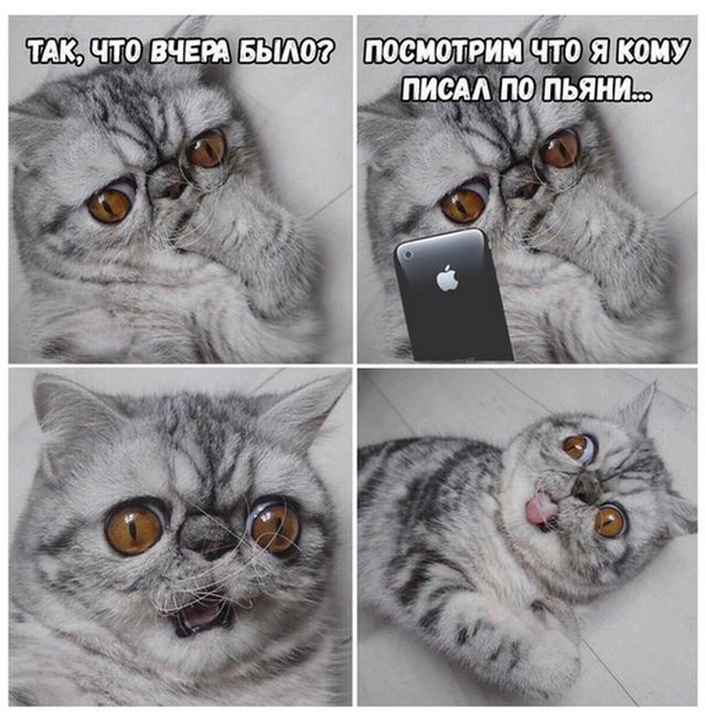 Коты и Кошки