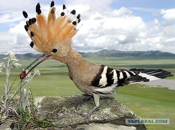 10 птиц, которых стоит избегать