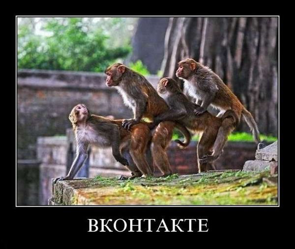 Дичь и копоть из максимально асоциальных сетей