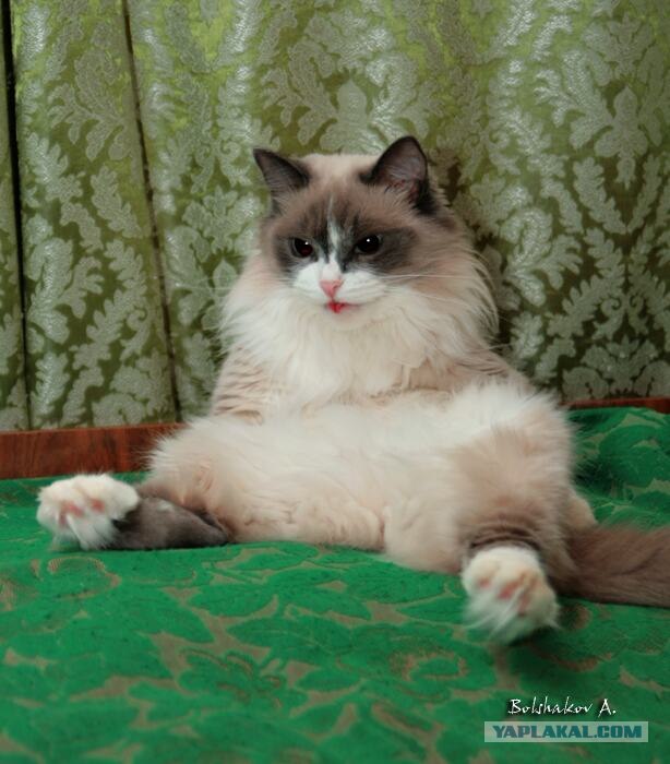 УРРААА ! Котовторник на ЯПлакалъ !