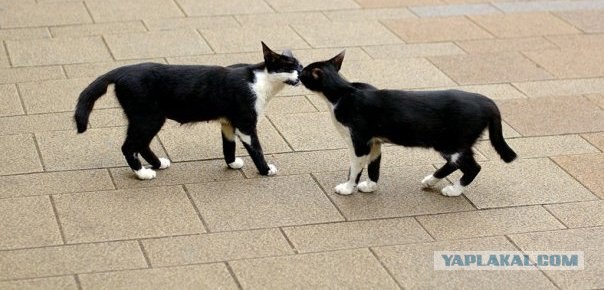 Котовторник на вторник! (30.09.2008)