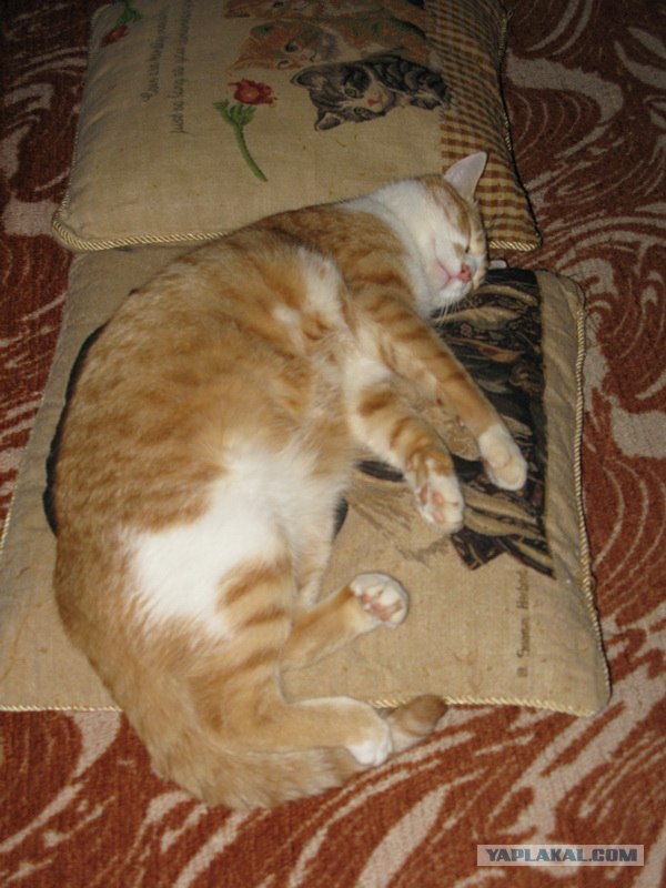 Котовторник!