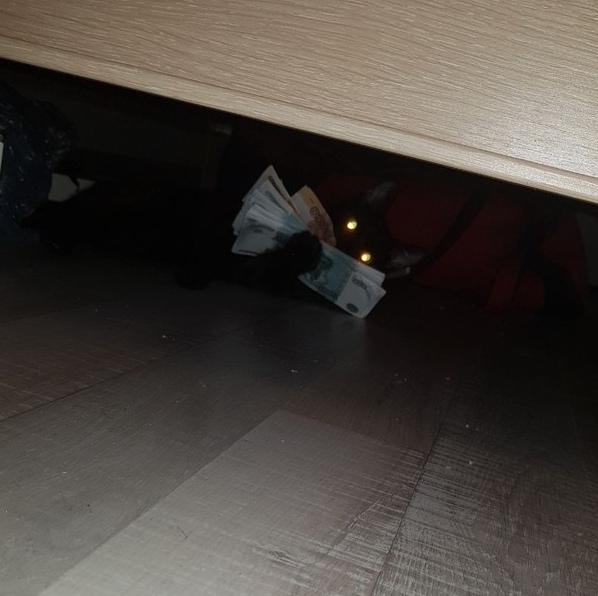 Прикольных котов пост