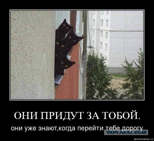 Это у котов-то эмоций не бывает?!