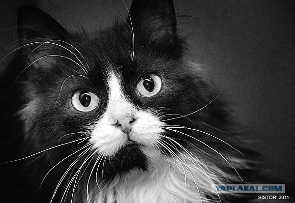 Котовторник стартует