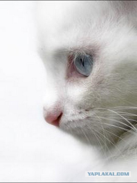 Котовторник объявляется открытым!
