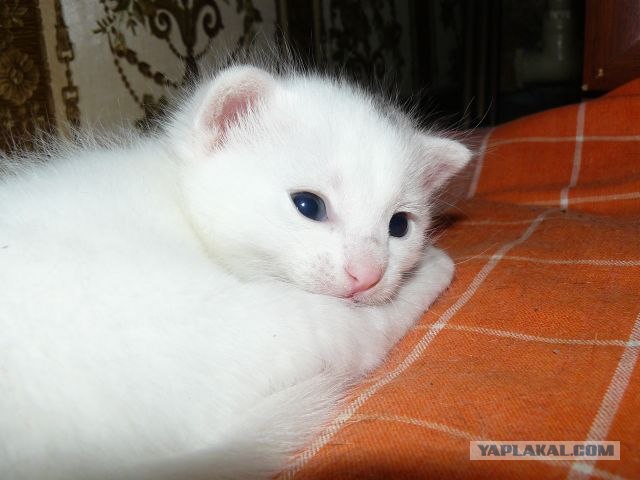 Первый КОТОВТОРНИК 2012