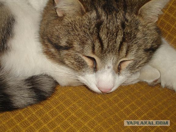 Котовторник 17 января