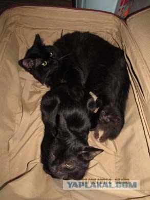Котовторник 29.05.2012