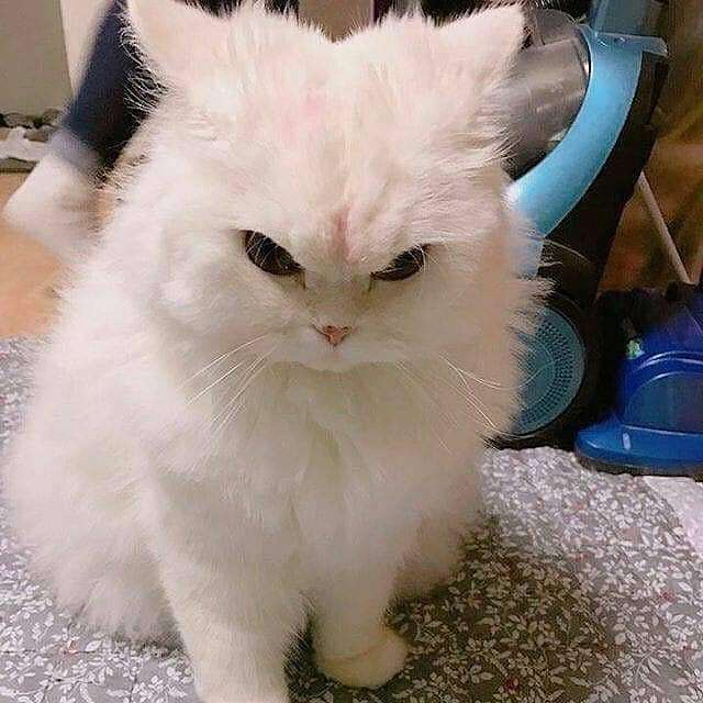 Забавные фото котеек