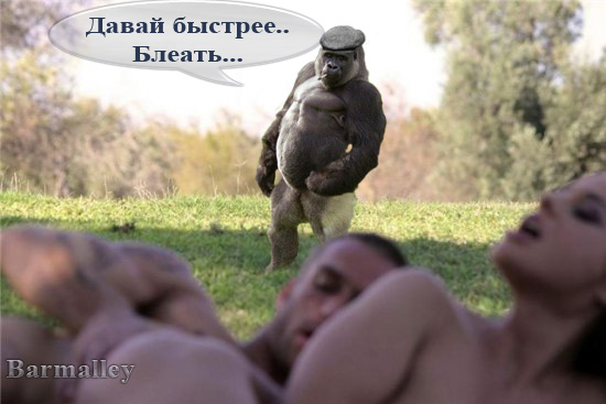Фотожаба: Тут медвед не проходил?