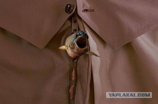 Фотожаба: "Чо?"