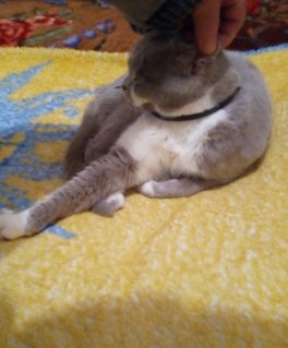 Котовторник. Добавляйте своих