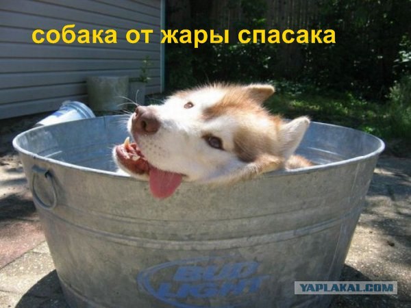 Собака апельсин жувака