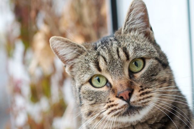 В Черкассах неравнодушный житель спас котёнка