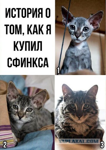 Если вы не знали, как выглядят котята сфинксов, то вот
