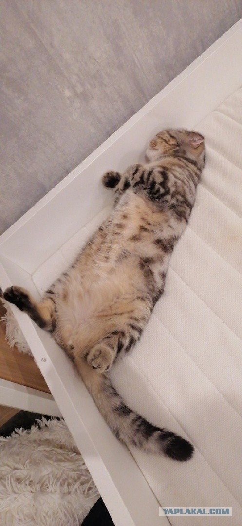Котовторнику посвящается