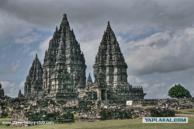 Они живут только 40 лет