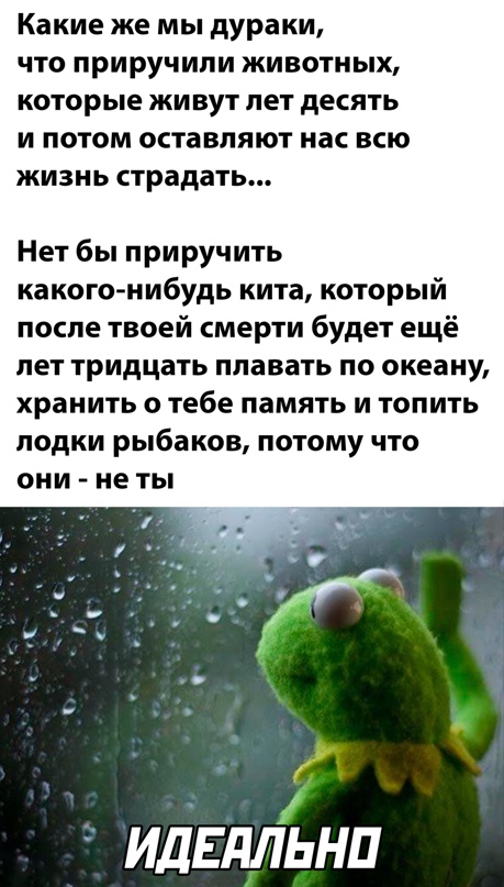 Весёлый полтишок 27.07.22