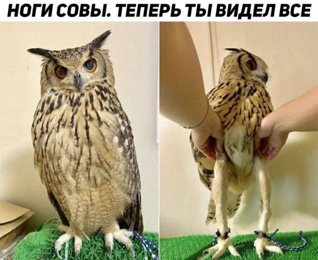Картинки и мемы для настроения - 119