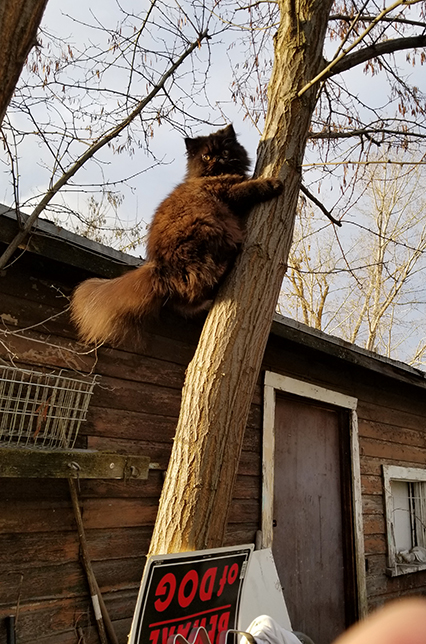 Много дел у кота на даче...