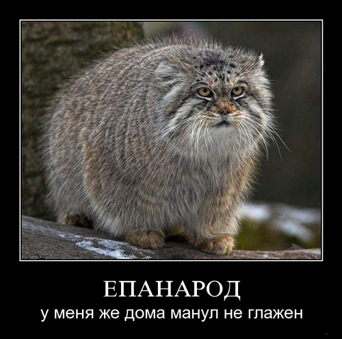 Новые демотиваторы