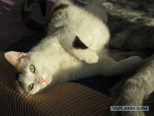 Котовторник  07.05.2013