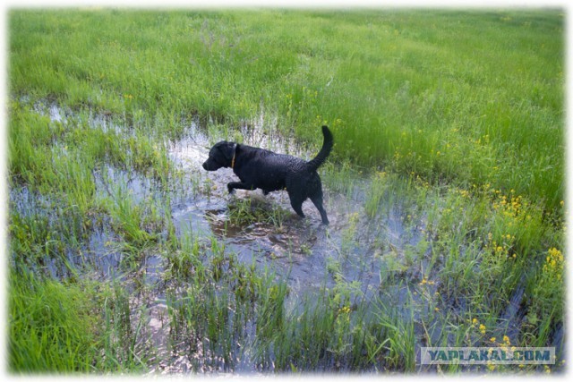 Собакочетверг! 6.06.2013