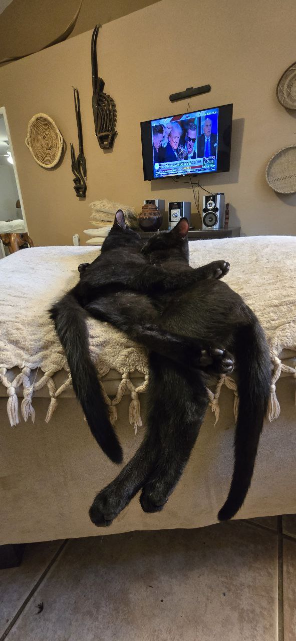 Котэ, совэ и все-все-все