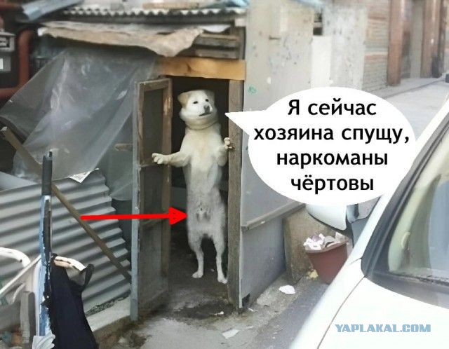 Веселые картинки в маленькую пятницу (11.06)