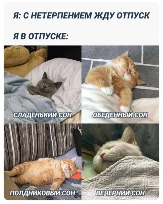 К котовторнику: подборка картинок-баянов с котиками и про котиков. Выпуск 18.